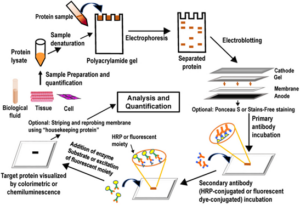 Otto Bilimsel Western blot analizi